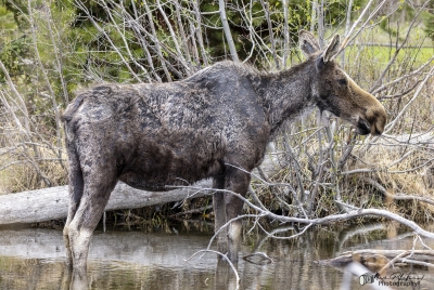 Young Female Moose May 2025